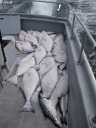 Arctic Fisheries Ltd. logo