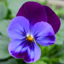 Grand Flower Growers INC logo