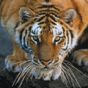 Lincoln Park Zoo logo