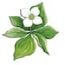 Wildflower Court, Inc. logo